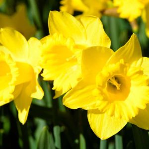 Narcissus ‘Gigantic Star’ – Daffodil ‘Gigantic Star’ get a quote