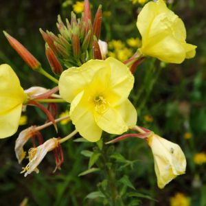 Oenothera glazioviana – Oenothera glazouana – Evening Primrose – Sundrops – get a quote