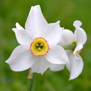 Narcissus ‘Poeticus Recurves’  – Daffodil ‘Poeticus Recurves’ get a quote