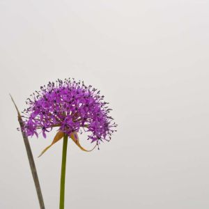 Allium wallichii – Onion get a quote