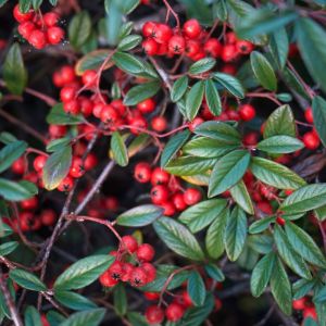 Cotoneaster salicifolius – Cotoneaster floccosus of gardens – Willowleaf Cotoneaster get a quote