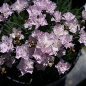 Dianthus Pikes Pink’ get a quote