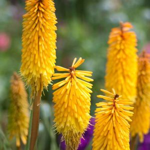 Kniphofia ‘Bee’s Sunset’ – Red-hot Poker – Torch Lily – Tritoma – Torch Flower – get a quote