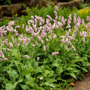 Persicaria bistorta Superba – Polygonum bistorta – Bistort – Snakeweed – Aconogonon – Bistorta – Polygonum – Tovara – Fleeceflower – Knotweed – get a quote