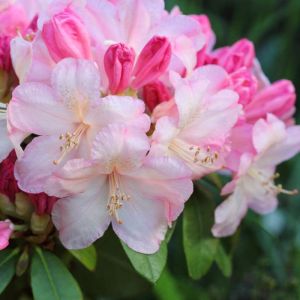 Rhododendron ‘Percy Wiseman’ – Azaleas – get a quote