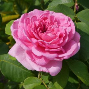 Rosa ‘Gertrude Jekyll’ – Rose ‘Gertrude Jekyll’ get a quote