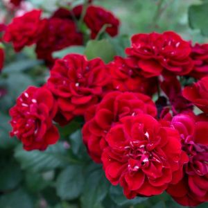 Rosa ‘Intrigue’ – Rose ‘Lavaglut’ – get a quote