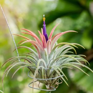 Tillandsia ionantha – Air Plant – get a quote