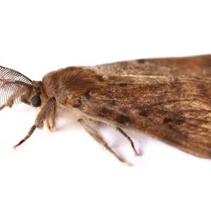 Spongy Moth – Gypsy Moth – Lymantria dispar get a quote