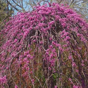 Cercise canadensis ‘Ruby Falls’ – Redbud – Canadian redbud – get a quote