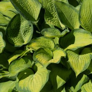 Hosta ‘Paul’s Glory’ – Plantain Lily ‘Paul’s Glory’ get a quote