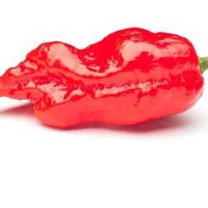 Pepper – Red Ghost Pepper – Extra, Extra Extremely Hot get a quote