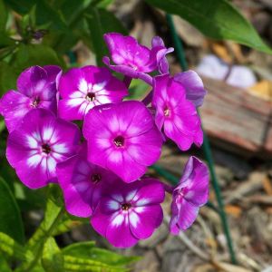 Phlox paniculata ‘Laura’ – Garden Phlox get a quote