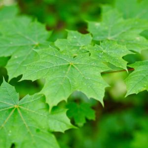 Acer platanoides ‘Cleaveland’ ‘ Norway Maple – Maple get a quote