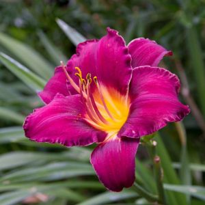 Hemerocallis ‘Super Purple’ – Daylily ‘Super Purple’ get a quote