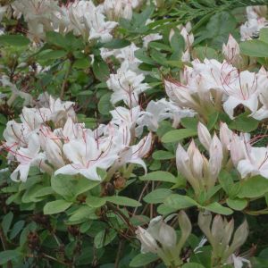 Rhododendron arborescens – Sweet Azalea get a quote