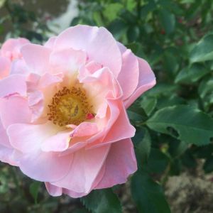 Rosa ‘Dearest’ – Rose ‘Dearest’ get a quote