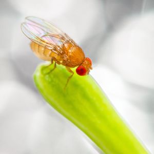 Vinegar Flies – Pomace Flies – Small Fruit Flies – Drosophila spp. get a quote