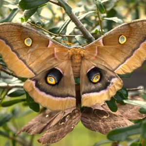 Polyphemus Moth – Antheraea polyphemus get a quote