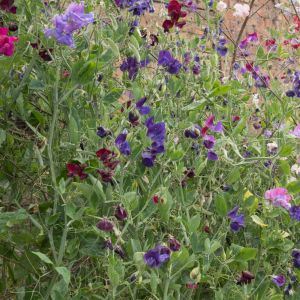 Lathyrus odoratus Galaxy Group – Sweet Pea get a quote