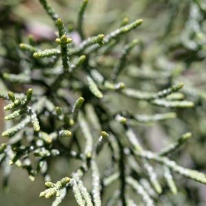 Cupressus bakeri – Baker Cypress – Modoc Cypress – Cypress – get a quote