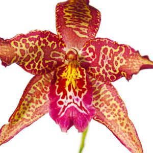 Cochlioda – Orchids get a quote