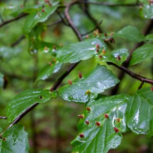 Witch-hazel Leaf Gall Aphid – Hormaphis hamamelidis get a quote