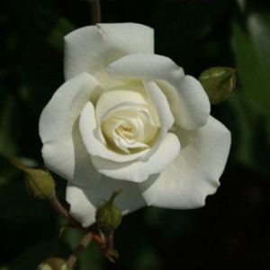 Rosa ‘Iceberg’ – Rose ‘Iceberg’ get a quote