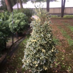 Ilex aquifolium ‘Argentea Marginata’ – Ilex aquifolium ‘Argentea Variegata’ – English Holly – Common Holly- Holly – get a quote