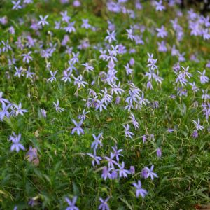 Laurentia fluviatilis – Blue star creeper – get a quote