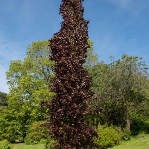 Fagus sylvatica ‘Dawycke Purple’ – Common Beech – European Beech – Beech  – get a quote