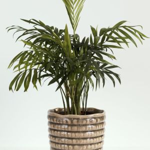Coniogramme japonica – Bamboo Fern – get a quote