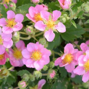 Fragaria ‘Pink Panda’ – Strawberry – get a quote