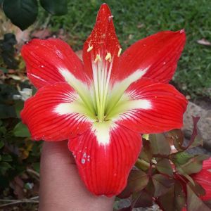 Hippeastrum ‘Star of Holland’ – Amaryllis – Barbados Lily – get a quote