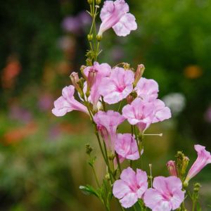 Incarvillea olgar – Amphicome – get a quote