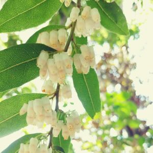 Leucothoe populifolia – Agarista ‘ get a quote