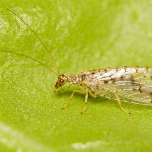 Brown Lacewings – Hemerobiidae get a quote