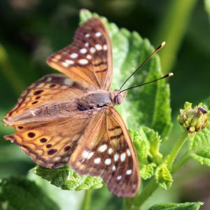 Tawny Emperor – Asterocampa clyton get a quote