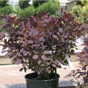 Cotinus ‘Velvet Cloak’ – Smoke tree – get a quote