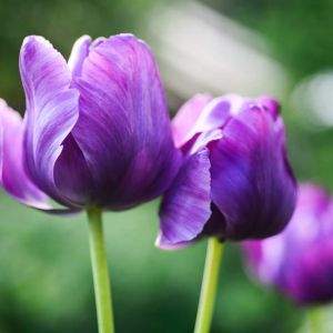Tulipa ‘Blue Parrot’  – Tulip ‘Blue Parrot’ get a quote