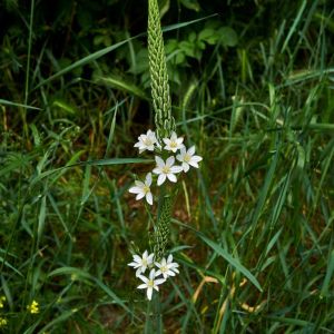 Ornithogalum narbonense – Star-of-Bethlehem – get a quote