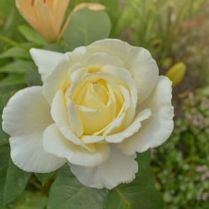 Rosa ‘Elina’ – Rose ‘Peaudouce’ – Rose ‘Elina’ – Rosa ‘Peaudouce’ get a quote