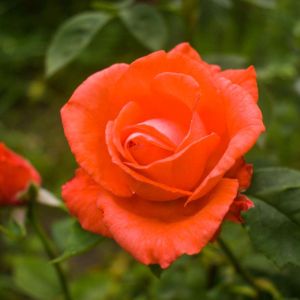 Rosa ‘Korp’ – Rose ‘Prominent’ – get a quote