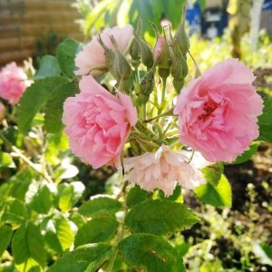 Rosa ‘Pink Grootendorst’ – Rose ‘Pink Grootendorst’ get a quote