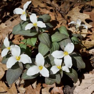 Trillium nivale – Dwarf White Wood Lily – Snow Trillium – Trinity Flower – Wakerobin – Wood Lily – get a quote