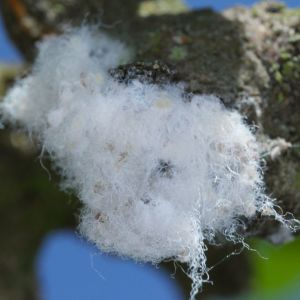 Woolly Apple Aphid – Eriosoma lanigerum get a quote