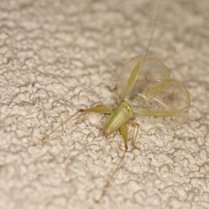 Snowy Tree Cricket – Oecanthus fultoni get a quote