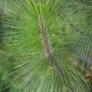 Pinus palustris – Pitch Pine – Southern Yellow Pine – Long-leaf Pine – Pine – get a quote