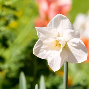 Narcissus  ‘Mount Hood’ – Daffodil ‘Mount Hood’ get a quote