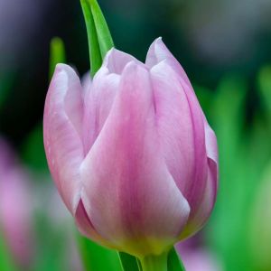 Tulipa ‘Synaeda Amor’ – Tulip ‘Synaeda Amor’ get a quote